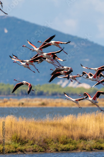 Flamingo in Albanian Lagoon Narta, Vlora