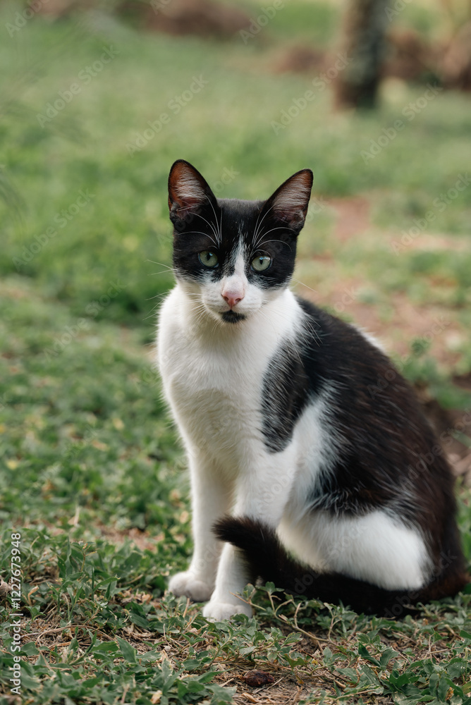portrait of a cat on the grass portrait of a cat on the grass