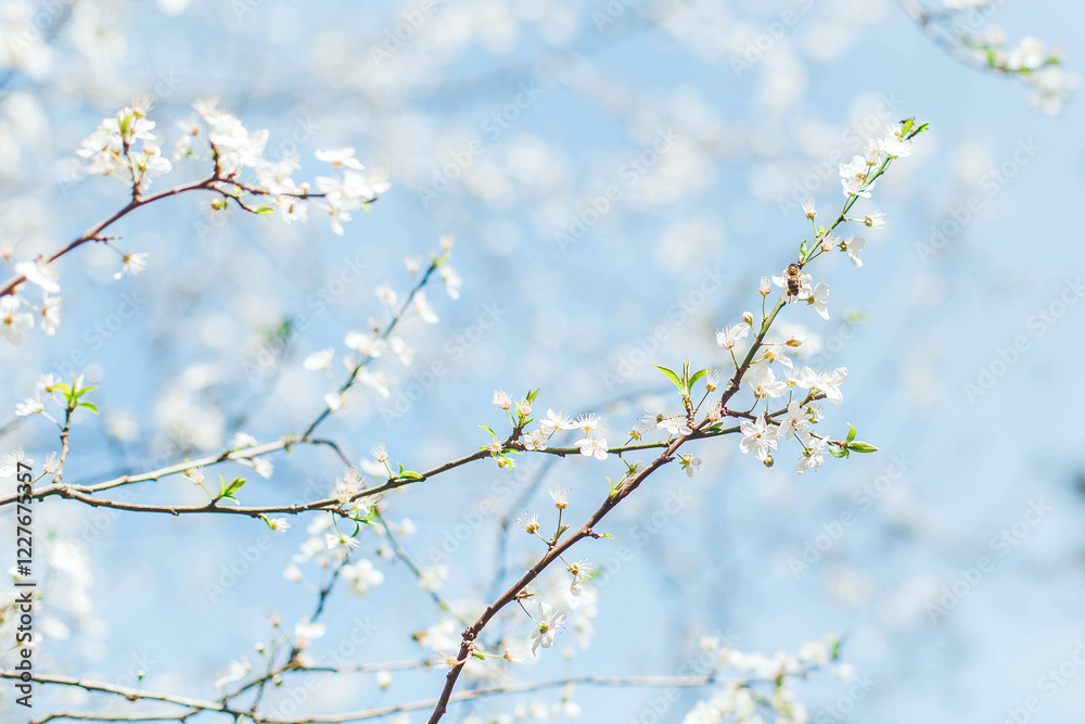 Branches of a blossoming tree with delicate white flowers against a soft blue sky, capturing the essence of spring and renewal. Concept of nature, freshness, and new beginnings Branches of a blossoming tree with delicate white flowers against a soft blue sky, capturing the essence of spring and renewal. Concept of nature, freshness, and new beginnings