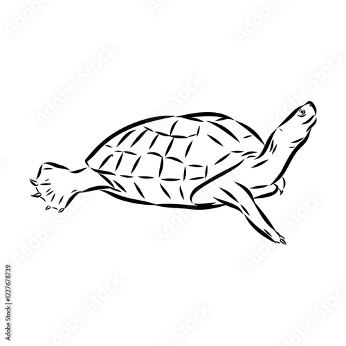 sea turtle, vector sketch