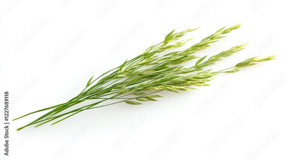 Fototapeta premium Orchard Grass Stalks Displayed on a White Background for Natural Element and Botanical Design Concepts
