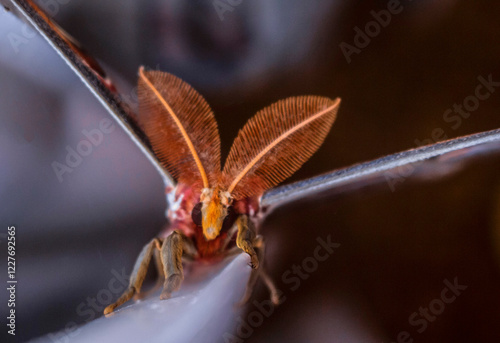 Attacus atlas moth  photo