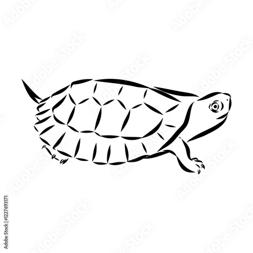 sea turtle, vector sketch