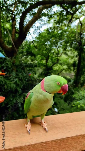 The rose-ringed parakeet (Psittacula krameri), also known as the ring-necked parakeet, ringneck parrot or the Kramer parrot, is a medium-sized parrot in the genus Psittacula, of the family Psittacidae