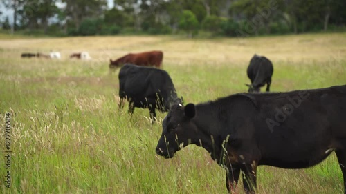 beautiful cattle in Australia  eating grass, grazing on pasture. Herd of cows free range beef being regenerative raised on an agricultural farm. Sustainable farming