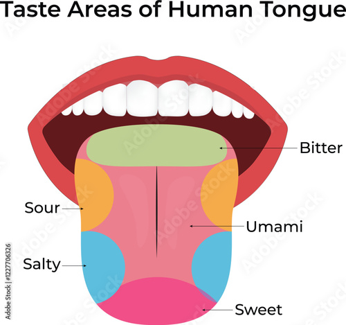 Taste Areas of the Tongue Design Vector Illustration