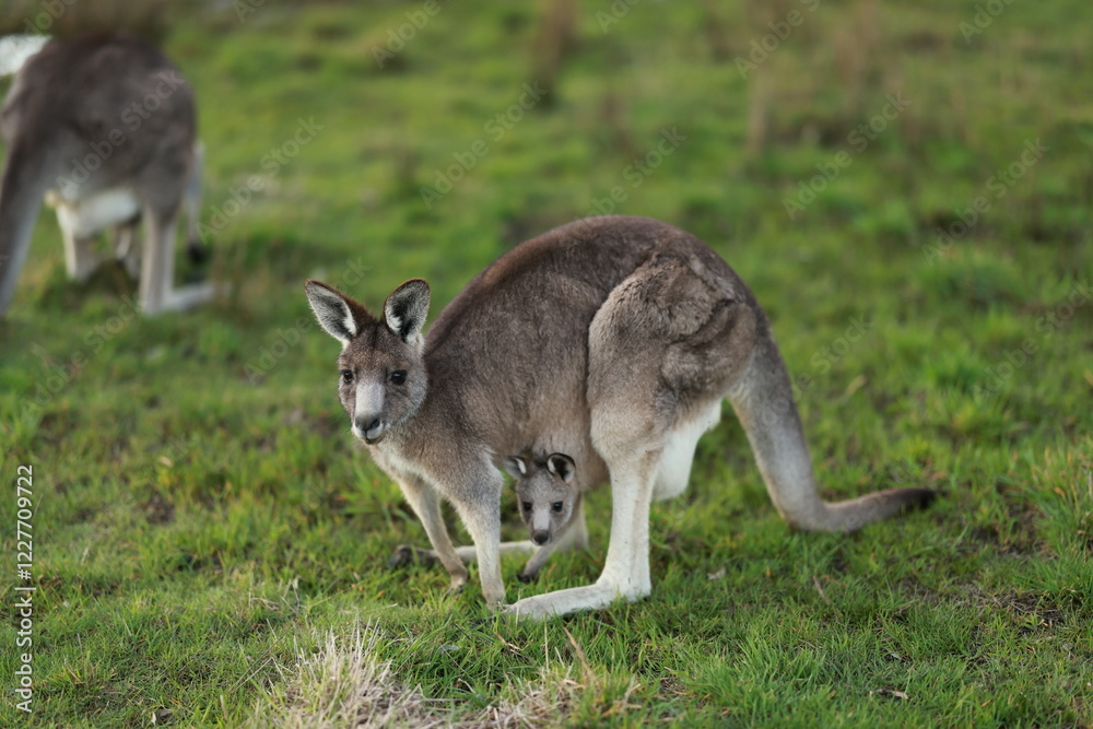 kangaroo and her baby