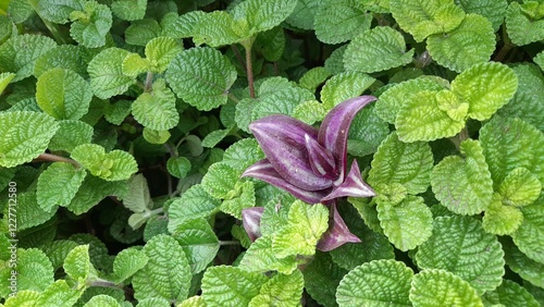 A minimalist composition featuring a bed of vibrant green mint leaves. The repetitive pattern of the leaves creates a visually appealing texture