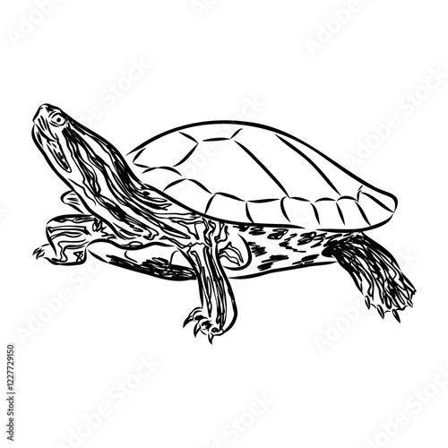 sea turtle, vector sketch