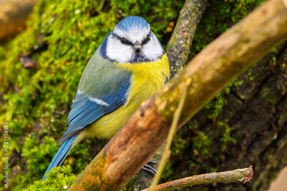 Obraz premium Blaumeise (blue tit) im Herbst, Winter auf einem Ast / Vogel