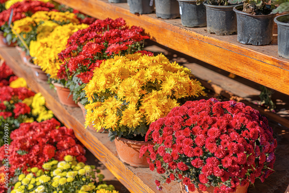 A beautiful assortment of chrysanthemums in red, yellow, and white colors is displayed in terracotta pots on wooden shelves. The vibrant flowers are bathed in sunlight.