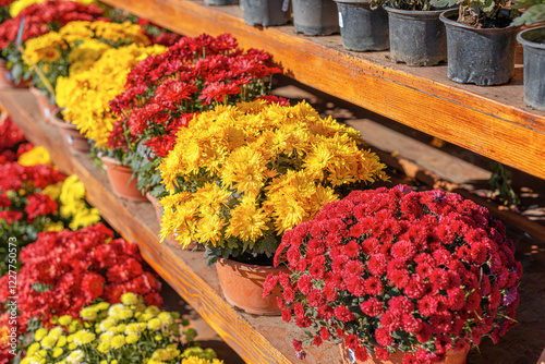 Obraz na płótnie A beautiful assortment of chrysanthemums in red, yellow, and white colors is displayed in terracotta pots on wooden shelves. The vibrant flowers are bathed in sunlight. w salonie