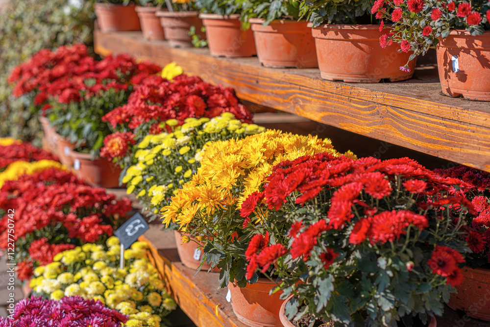 A beautiful assortment of chrysanthemums in red, yellow, and white colors is displayed in terracotta pots on wooden shelves. The vibrant flowers are bathed in sunlight.
