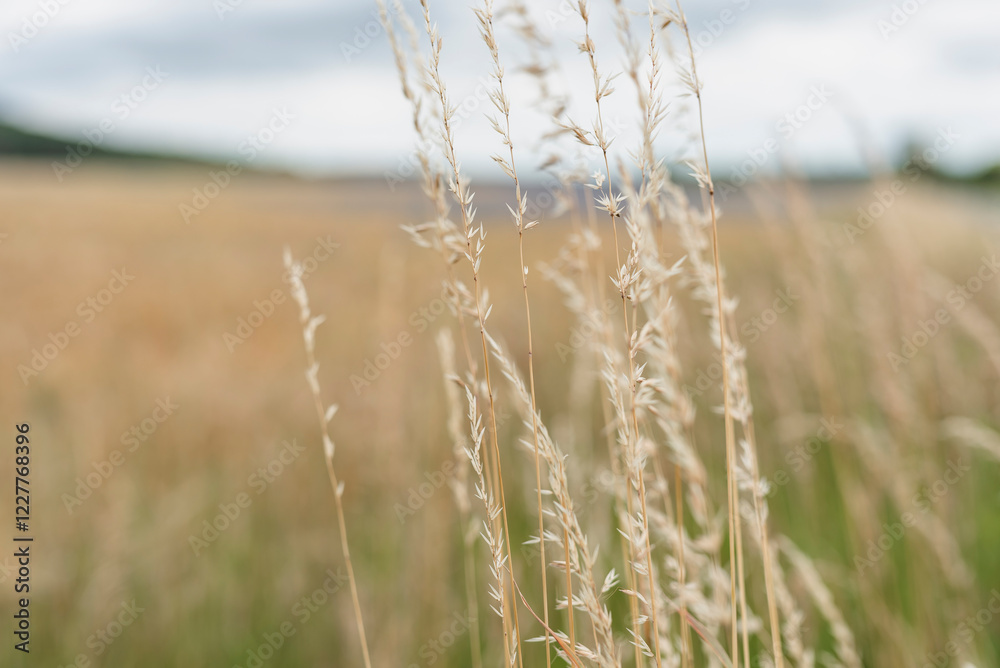 Obraz premium Feld im Sommer