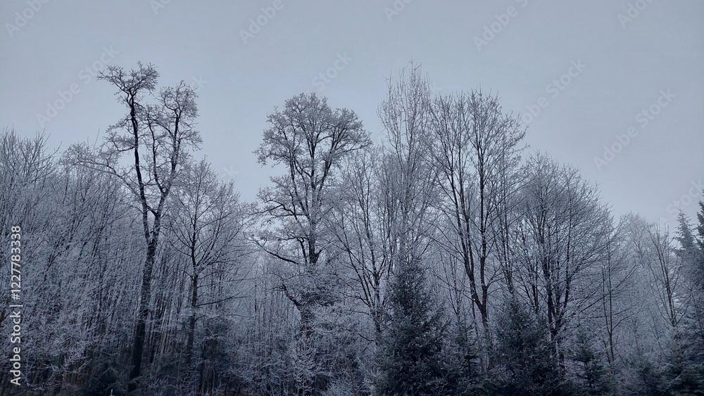 Against the background of a gray winter sky, the trees are covered with white frost Against the background of a gray winter sky, the trees are covered with white frost