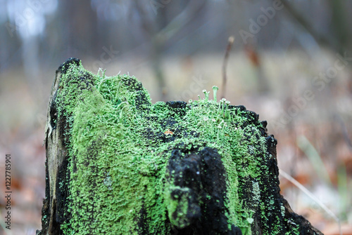 green Cladonia lichen on an old stump in the forest photo