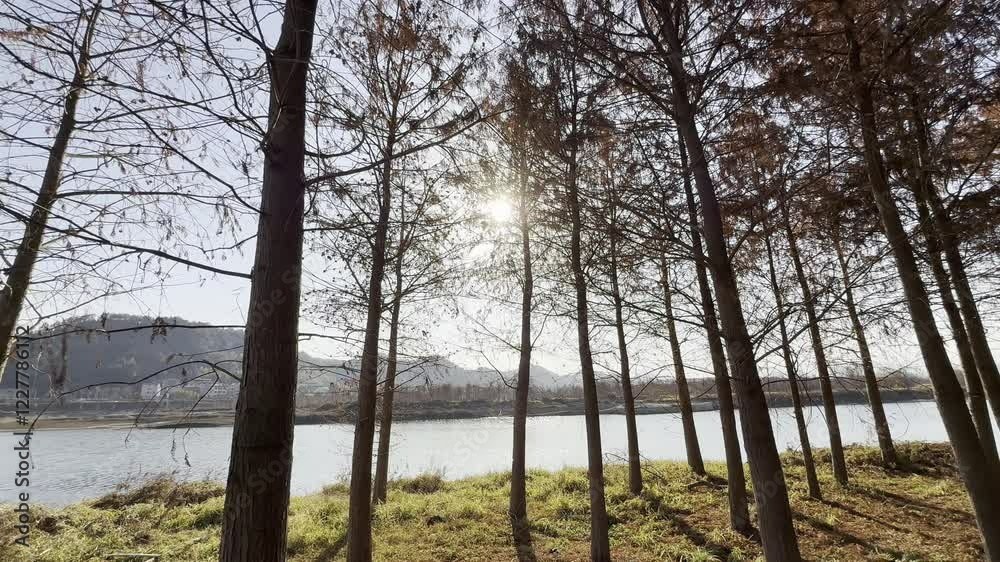 Winter Serenity: Red Mangroves by a Tranquil Lakeside Winter Serenity: Red Mangroves by a Tranquil Lakeside