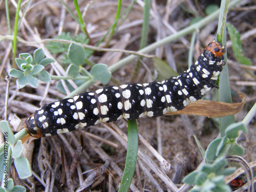 Insectos