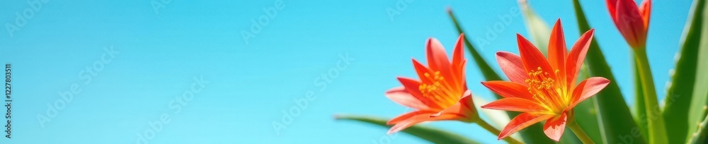 Fototapeta premium Vibrant aloe vera flowers bloom against a clear azure sky , healing, vertical, blue