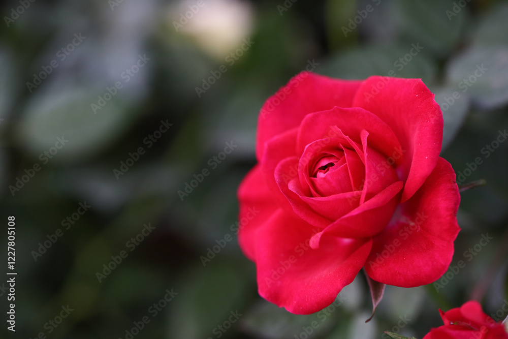 Beautiful scenery of red rose flower close up natural view Beautiful scenery of red rose flower close up natural view