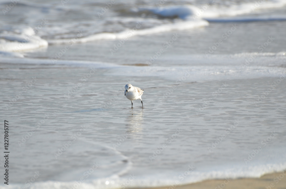 Sand piper on beach with waves crashing in background Sand piper on beach with waves crashing in background
