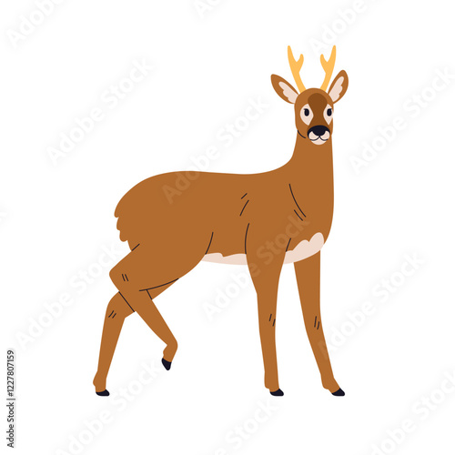 Roe deer. Wild forest animal standing. Cute herbivore in graceful pose. Woodland mammal with horns. Wildlife nature. Zoology, flat graphic vector illustration isolated on white background