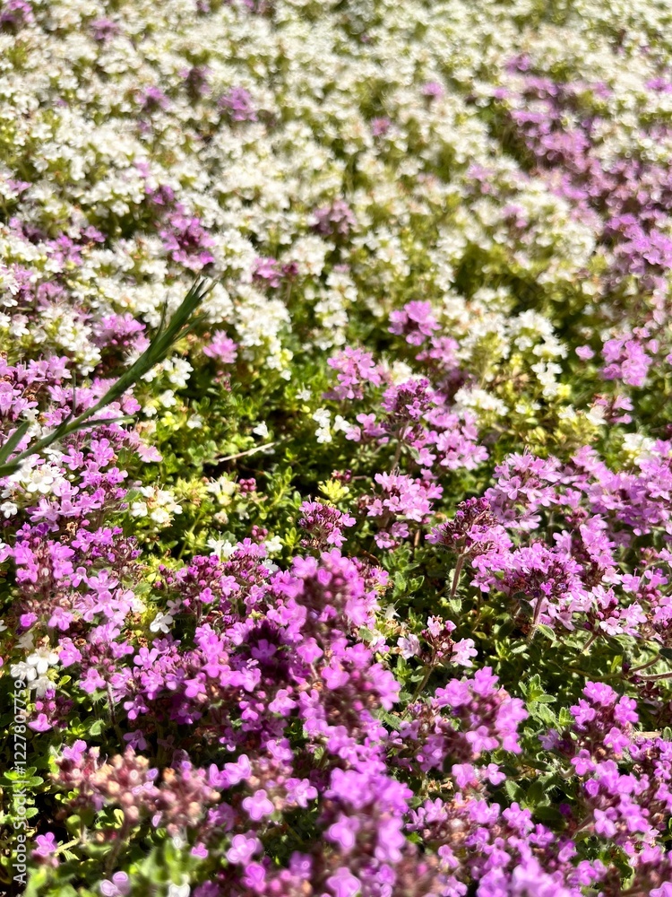 Blooming Thymus serpyllum with delicate pink, purple and white flowers in a summer garden. groundcover plant. Dense cushion-shaped carpet of flowers. Alpine plants.Floral background Blooming Thymus serpyllum with delicate pink, purple and white flowers in a summer garden. groundcover plant. Dense cushion-shaped carpet of flowers. Alpine plants.Floral background