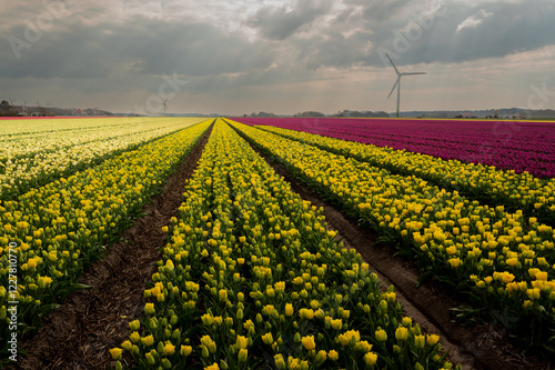 A breathtaking view of endless yellow tulip fields stretching to the horizon. The golden blooms sway gently in the breeze, creating a sea of color under the open sky