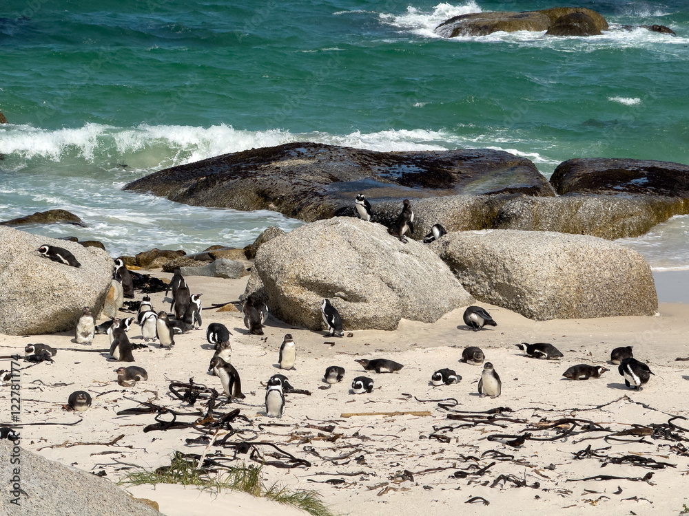 Obraz premium African penguins, also known as Cape penguins resting on a beach at South Africa