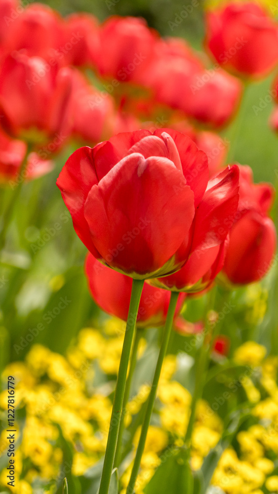 Vibrant red tulips in spring with blurred floral background Vibrant red tulips in spring with blurred floral background
