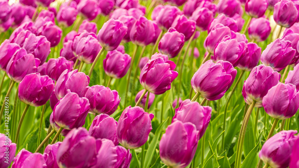 Vibrant pink tulip field in full bloom under sunlight of spring Vibrant pink tulip field in full bloom under sunlight of spring