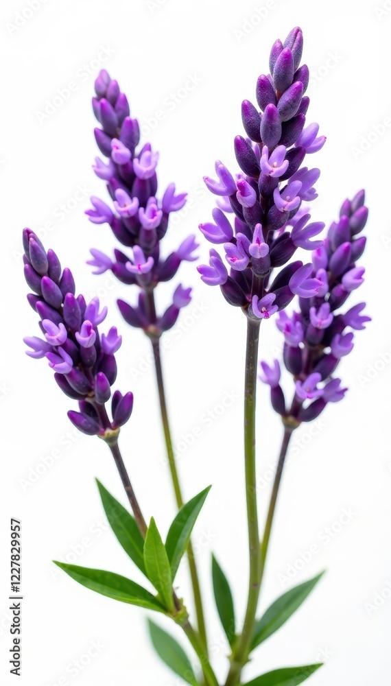 Fototapeta premium Vibrant lavender sprigs, meticulously isolated on bright white, background, element, herb