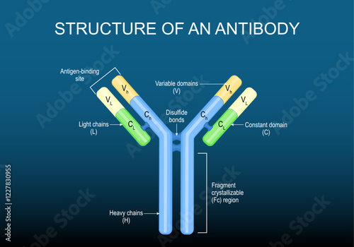 Antibody molecule Structure