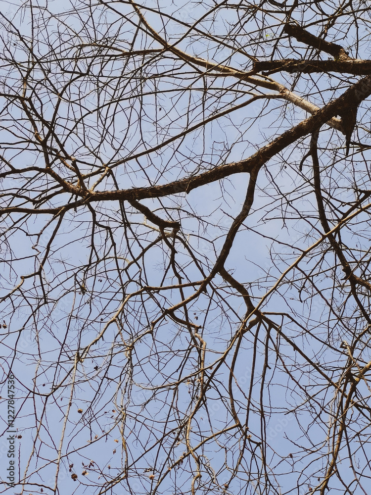 Bare Tree Branches Against a Clear Blue Sky Capturing the Essence of Winter's Minimalist Beauty and Natural Simplicity Bare Tree Branches Against a Clear Blue Sky Capturing the Essence of Winter's Minimalist Beauty and Natural Simplicity