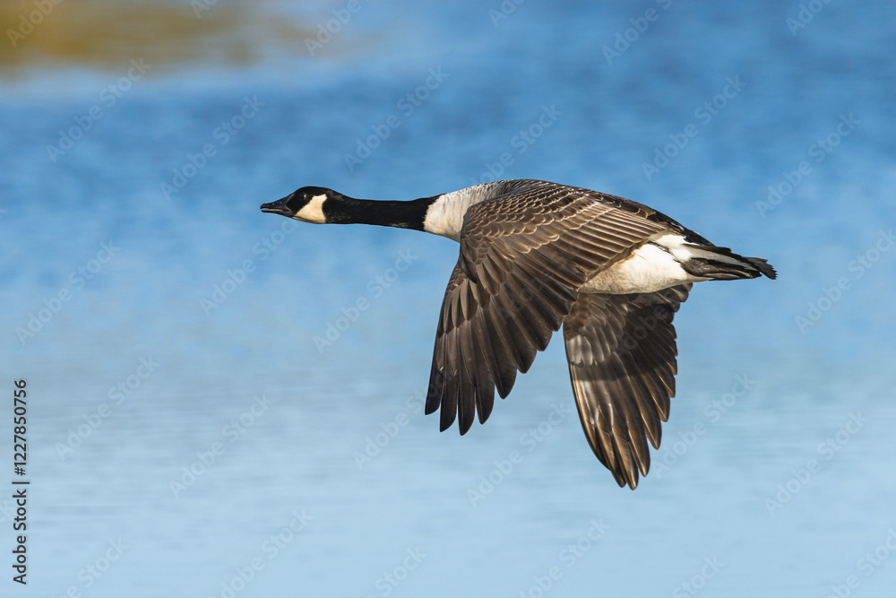 Fototapeta premium Canada Goose, Branta canadensis, bird in flight over winter marshes