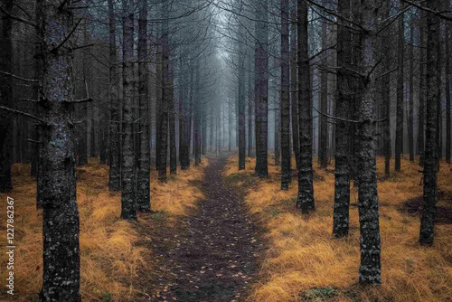 Woods Background