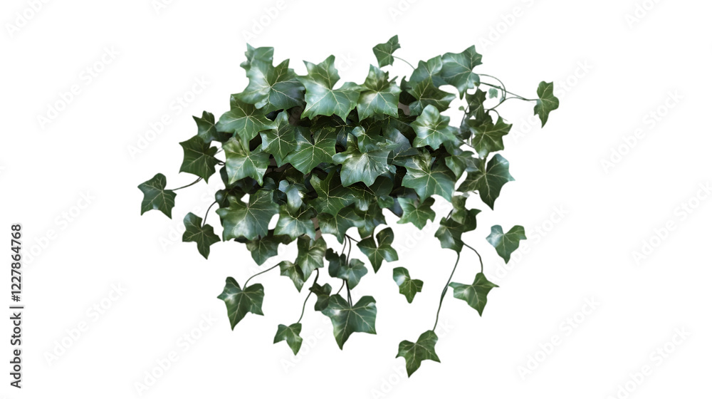 Fototapeta premium ivy plant png