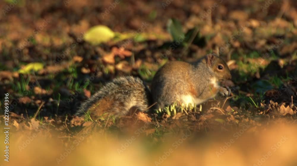 Grey squirrel in autumn woodland foraging for food Grey squirrel in autumn woodland foraging for food