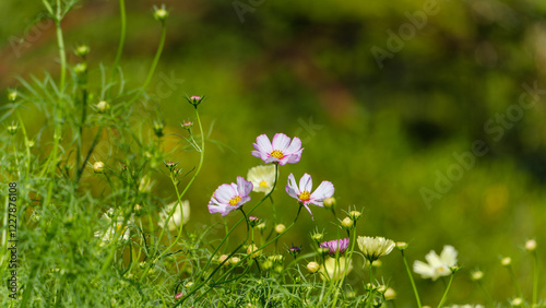 緑の中に咲く淡い色のコスモス