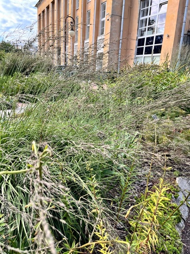 Molinia caerulea Moorhexe.  Decorative cereal, dense shrub, vertical leaves and lush panicled inflorescences in a summer garden. Flower background photo