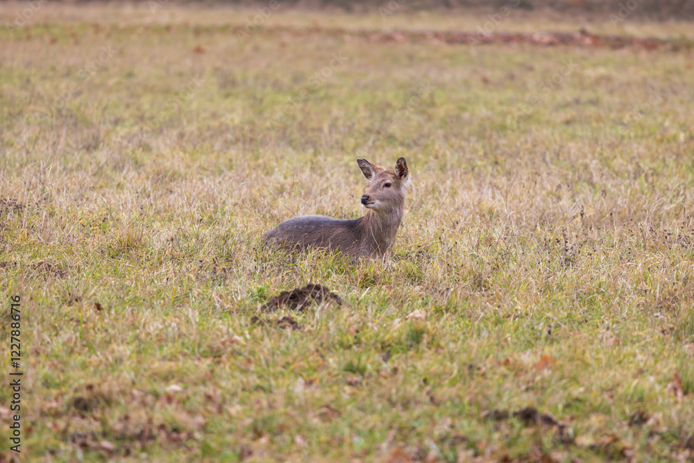 Sika deer - Cervus nippon, doe and mouflon in meadow and forest. Photo from wild nature Sika deer - Cervus nippon, doe and mouflon in meadow and forest. Photo from wild nature