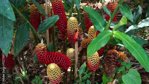 red ginger flower Zingiber spectabile photo