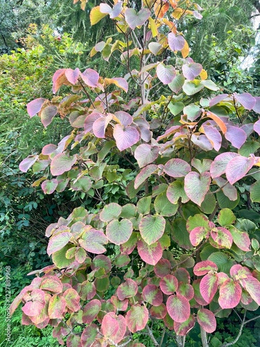 Viburnum furcatum Blume ex Maxim. Branching bush with red-brown leaves in a summer garden. Floral background photo