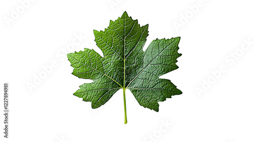 vine leaf png