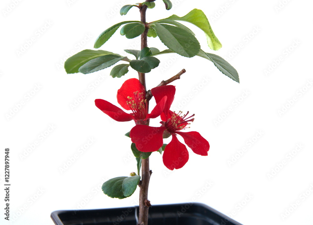 Φωτογραφία Chaenomeles in flower, Chaenomeles japonica, Quince flower, red flowers, on whit