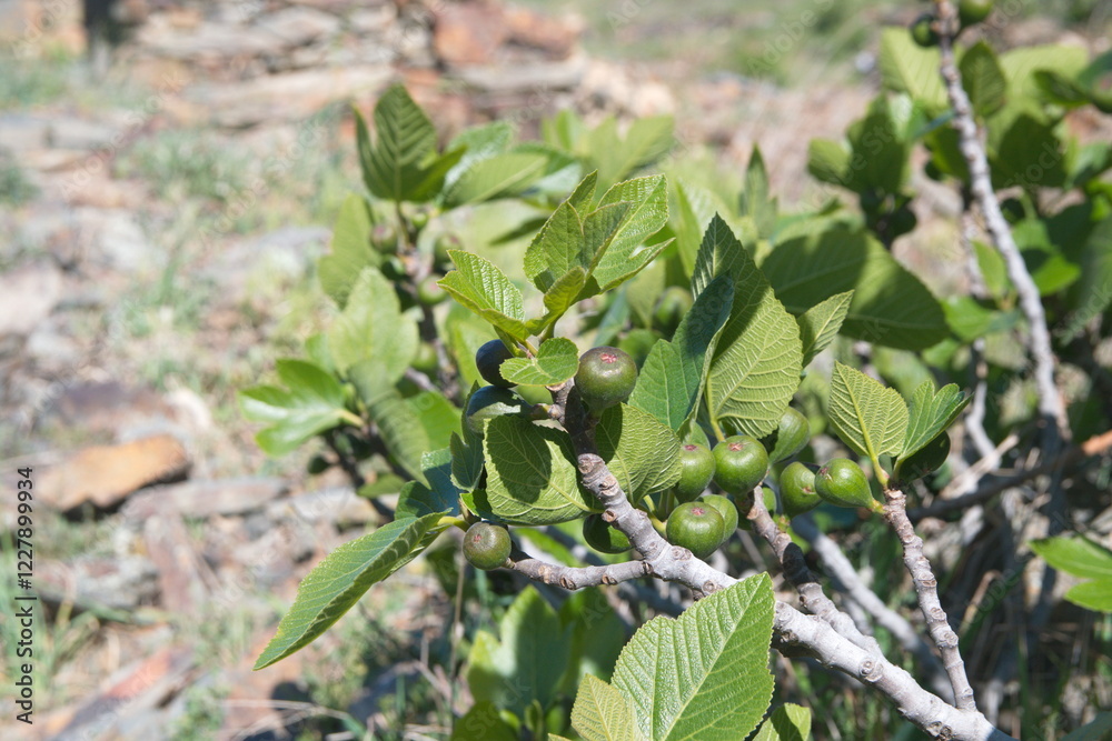 Ficus carica, a species of small tree in the flowering plant family Moraceae. Native to the Mediterranean and western Asia, fig tree, spanish fig Ficus carica, a species of small tree in the flowering plant family Moraceae. Native to the Mediterranean and western Asia, fig tree, spanish fig