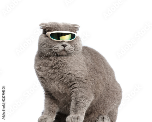 close up of cool gray cat wearing future sunglasses