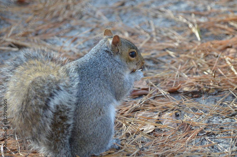Close up of Grey Squirrel in Forest during fall Close up of Grey Squirrel in Forest during fall