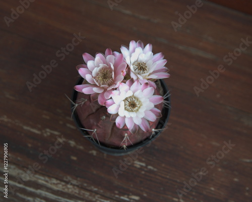 Blooming succulent plant, Gymnocalycium mihanovichii in bloom, the spider-cactus, dwarf chin cactus,  with pink flower, on wooden background photo