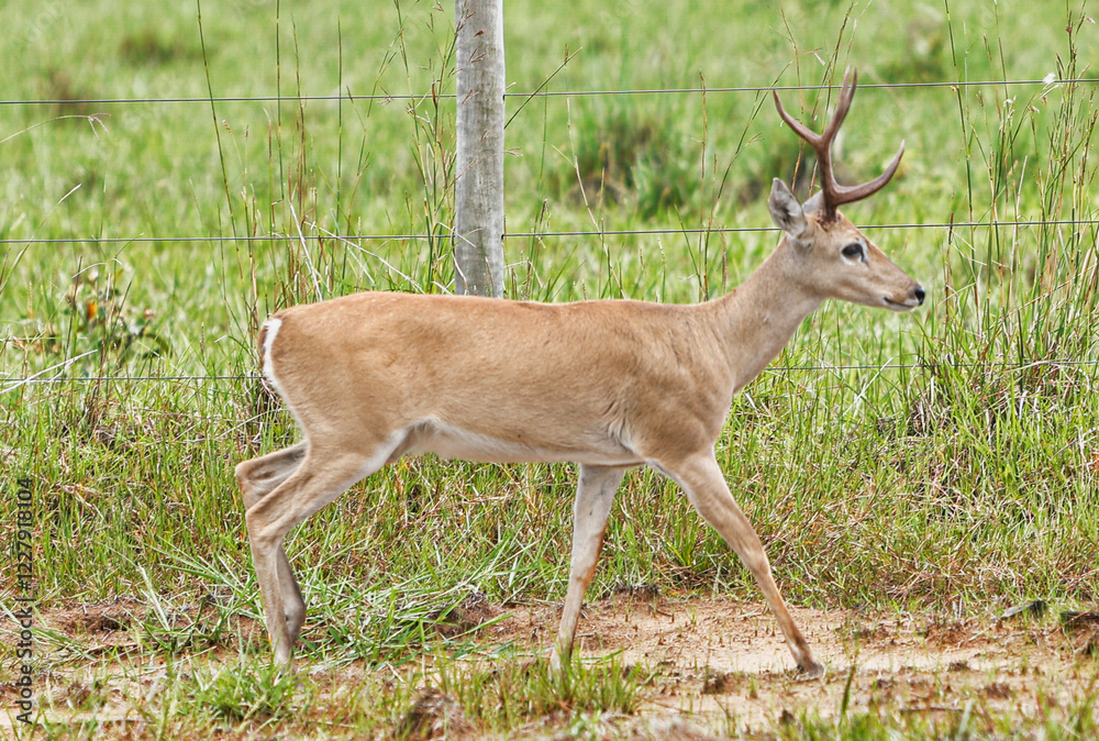 animal Brazilian Pantanal, pampas deer , Ozotoceros bezoarticus animal Brazilian Pantanal, pampas deer , Ozotoceros bezoarticus